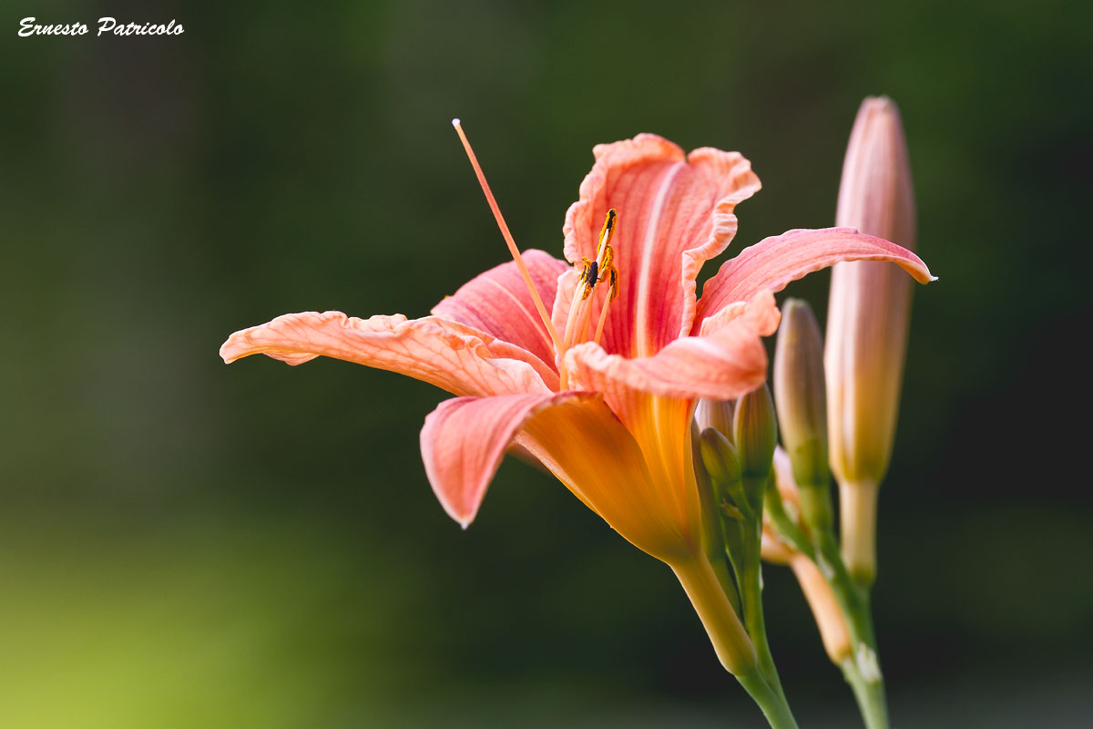 Hemerocallis fulva